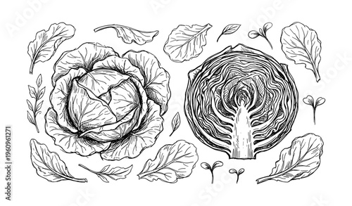 Detailed black and white cabbage illustration with leaves and cut section