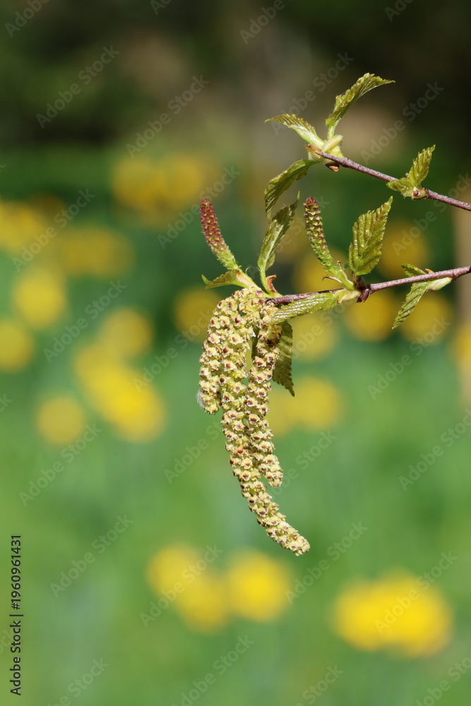 Obraz premium Betula dauurica 'Maurice Foster'. Male catkins, female flowers and early leaves of Asian black birch in the spring. 