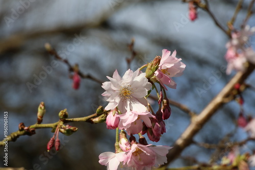 Foto Prunus × subhirtella 'Autumnalis Rosea'