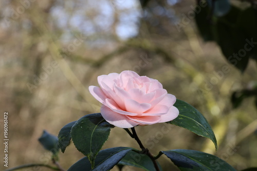 Bild auf Leinwand Camellia japonica 'Ave Maria'