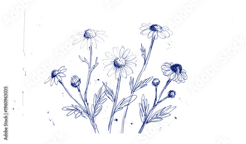 Hand-drawn sketch of daisies with detailed petals and stems