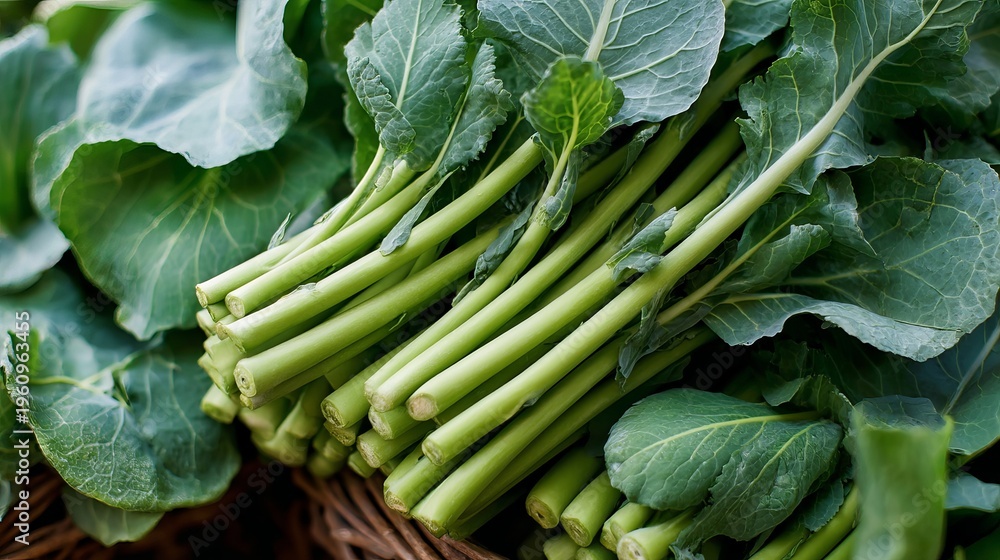 Fototapeta premium A bunch of fresh green broccoli stems with leaves in a wicker basket