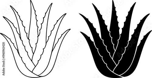 Aloe vera illustration icon, outline and silhouette, for plant or botanical symbol design