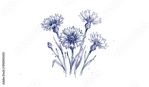 Detailed blue ink sketch of blooming cornflowers on white background