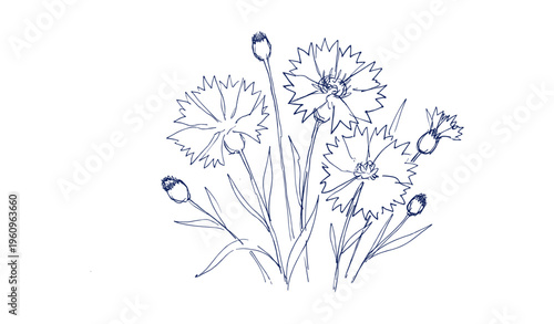 Detailed line art of blooming carnation flowers