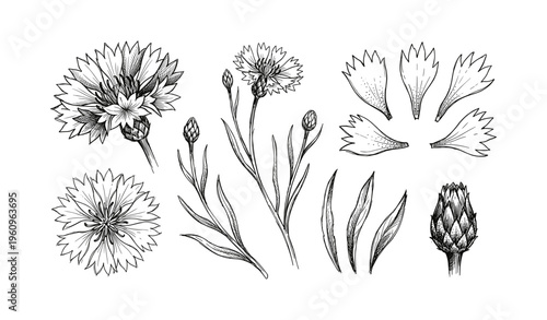 Detailed botanical illustrations of cornflower and artichoke with leaves and petals