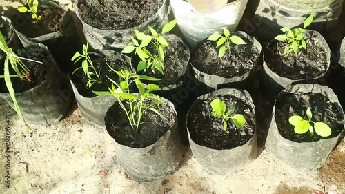 Small green plants growing in biodegradable pots on a concrete surface for sustainability at home