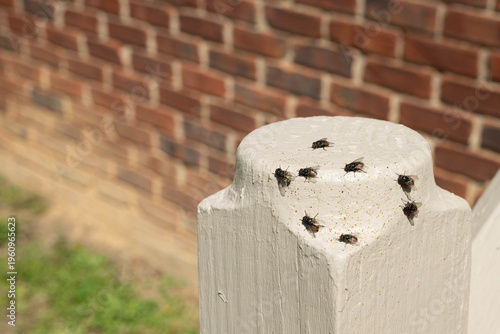 Close-up of a cluster of house flies wreak chaos on a porch post of an old house.