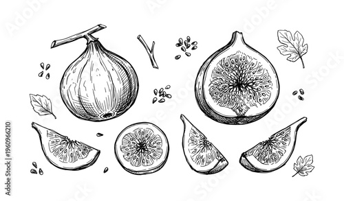 Hand-drawn fig illustrations with sliced and whole fruit in black and white