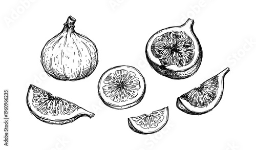 Monochrome hand-drawn figs and citrus fruit slices on white