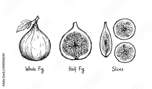 Hand-drawn whole fig, halved fig, and fig slices illustration