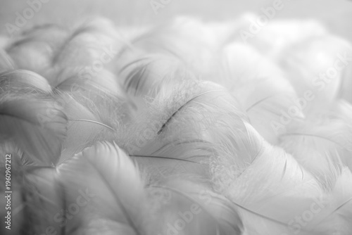 A close-up of a pile of white fluffy feathers with a blurred background.