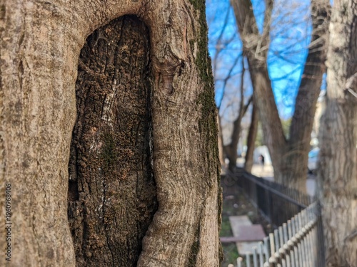 Tree trunk with deep hollow cavity and rough bark texture in urban park environment with blue sky background