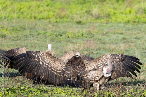 Fotografija Geier mit ausgebreiteten Flügeln in der Serengeti
