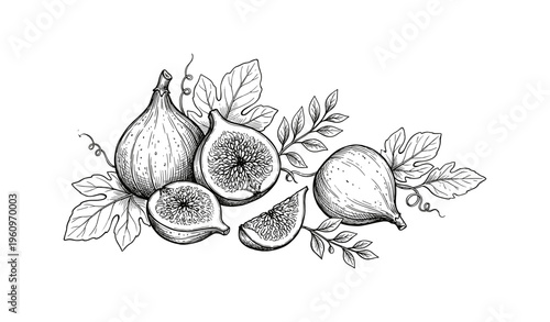 Detailed black and white fig illustration with leaves and sliced halves