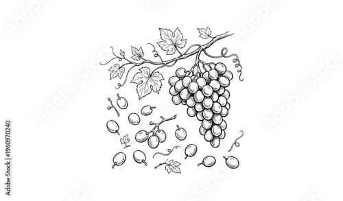 Detailed black and white grapevine drawing with cluster and leaves