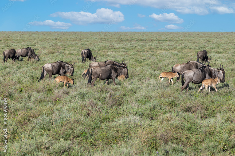 Naklejka premium Gnus mit ihren Kälbern in der südlichen Serengeti 