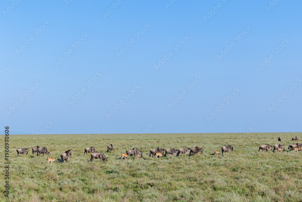 Obraz premium Herde Gnus mit ihren Kälbern in der Serengeti