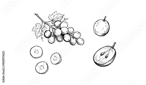 Hand-drawn black grapes and plums with sliced fruity art on white background