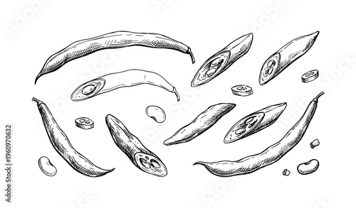 Hand-drawn black and white sketch of beans pods and seeds