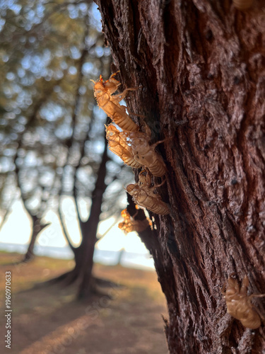 Cicada Skins Adhering to Tree Bark at Golden Hour, Evoking Cycles of Growth and Metamorphosis in Nature