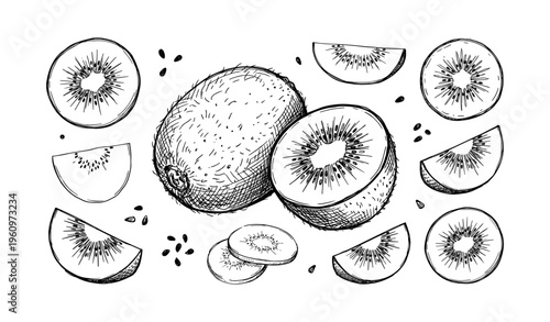 Hand-drawn kiwi sketch with halves and slices on white background