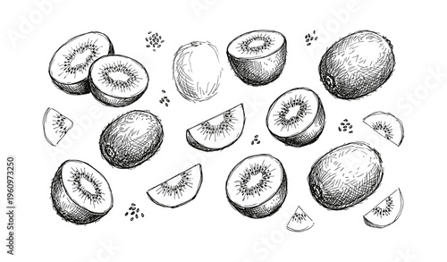 Hand-drawn kiwi fruit sketches with sliced and whole pieces