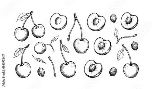 Hand-drawn cherries and plums with leaves and pits on white background