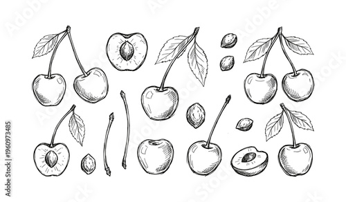 Hand-drawn cherries and seeds sketch set with stems and leaves
