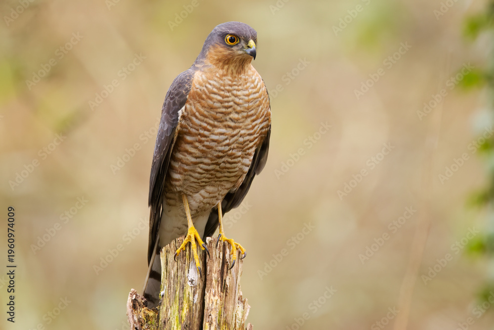 Fototapeta premium Portrait of a sparrowhawk, close-up of a sparrowhawk, range eyes, striped plumage, orange-brown plumage, talons of a bird of prey, frontal view of a sparrowhawk on a tree stump, Accipiter nisus