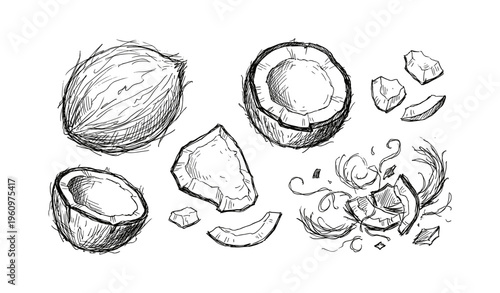 Hand-drawn coconut sketches with various views and pieces