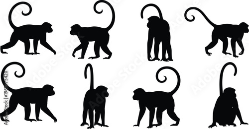 Monkey silhouette pose set. Curly tail primate walking, sitting and standing positions. Jungle monkey wildlife vector illustration collection.