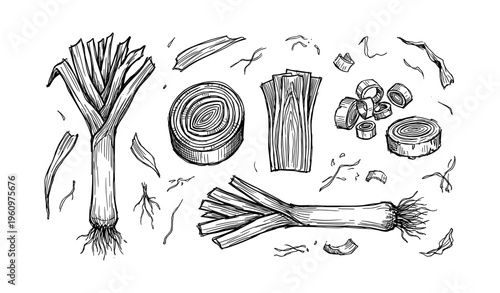 Hand-drawn leek illustrations: sliced and whole vegetables with roots and leaves