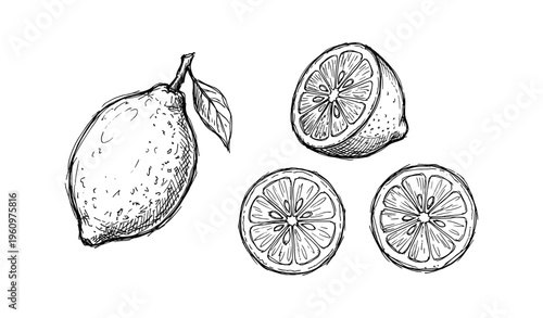 Hand-drawn sketch of whole and sliced lemons