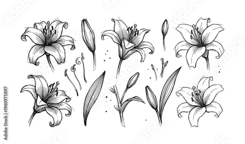 Black and white lily botanical illustrations with detailed flowers and buds