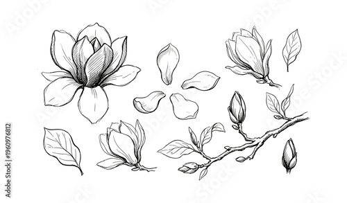 Hand-drawn magnolia flower sketch with leaves and buds