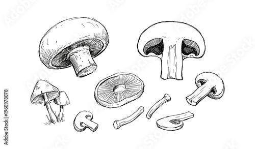 Hand-drawn mushroom illustrations: various types and cross-sections in black and white