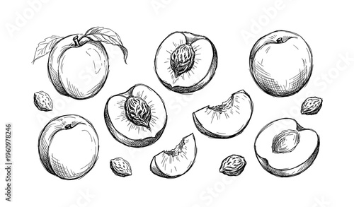 Hand-drawn peaches and pits with leaves in black and white sketching style