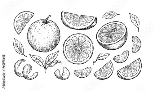 Hand-drawn citrus illustrations with leaves and slices
