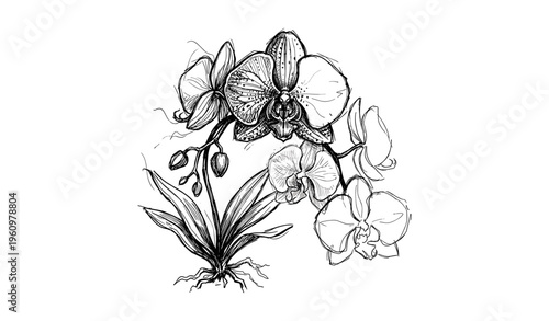 Intricate black and white orchid illustration with detailed petals and leaves