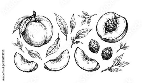 Hand-drawn peach illustrations with leaves and pits in detailed sketch style