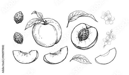 Hand-drawn peach illustrations with leaves, blossoms, and pits