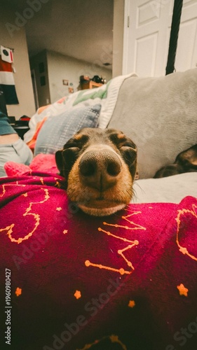 dog sleeping in the bed