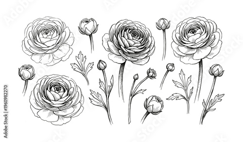 Intricate black and white ranunculus sketch with blossoms and buds