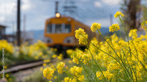 菜の花越しに走るローカル列車 春の鉄道風景と季節感ある構図