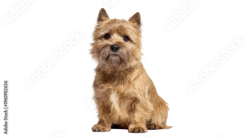 Isolated Cairn Terrier dog sitting calmly with brown shaggy fur, looking directly at camera
