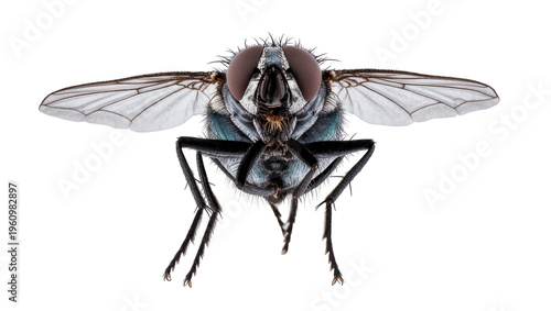 Canvas Print Isolated common fly macro studio shot showing intricate details of insect body a