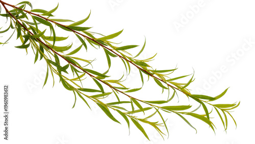 Isolated graceful willow branches featuring fresh green leaves, elegant botanical element