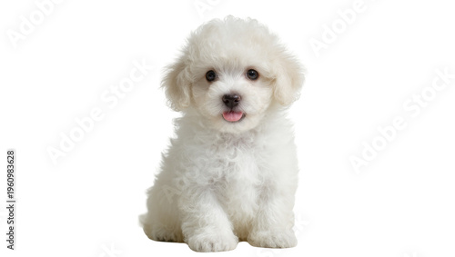 Isolated fluffy white puppy sitting, looking at camera with a sweet expression, cute pet