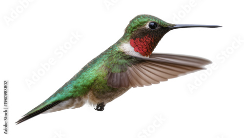 Photos Isolated male Ruby-throated Hummingbird with iridescent green feathers and red g